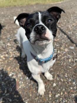 Chihuahua and Pug Dogs Available for Adoption - Rouge  | PetCurious