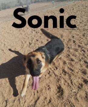 German Shepherd Dog Dogs Available for Adoption - Sonic | PetCurious