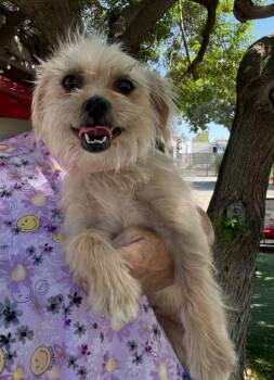 Pixie -  Shih Tzu and Terrier Dog for Adoption in Temecula, California - Pixie | PetCurious