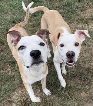 Rescue Jack Russell Terrier and Terrier Dogs for Adoption in Calera, Alabama - Sajak & Stella | PetCurious