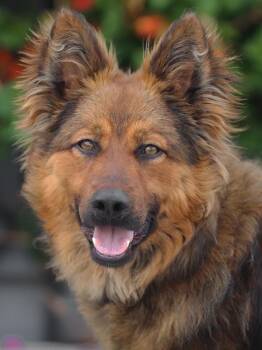 German Shepherd Dog Dogs Available for Adoption in Los Angeles, California - Rio Von Rieste | PetCurious