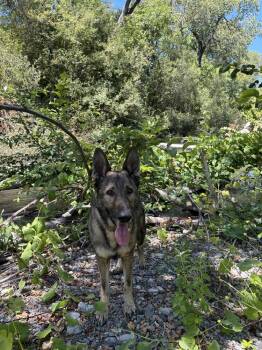 Finn (Courtesy Post) -  German Shepherd Dog Dog for Adoption in Fulton, California - Finn (Courtesy Post) | PetCurious