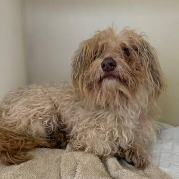 Fergie -  Maltese and Poodle Dog for Adoption in East St. Louis, Illinois - Fergie | PetCurious