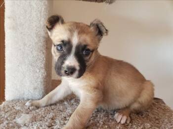 Mixed Breed Dogs Available for Adoption - BENNY | PetCurious