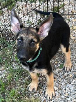 Lucy -  German Shepherd Dog Dog for Adoption in Bellaire, Texas - Lucy | PetCurious