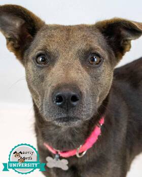 Rescue Terrier Dogs for Adoption in Kennesaw, Georgia - Missy | PetCurious