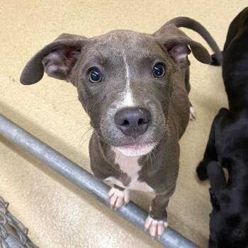 Pit Bull Terrier Dogs Available for Adoption - Aubrey #22396 | PetCurious
