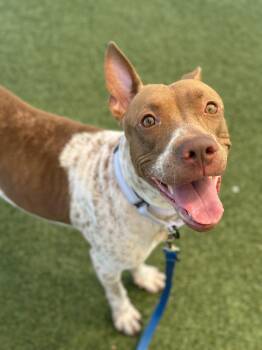 Phoenix -  Pit Bull Terrier Dog for Adoption in Cleveland, Ohio - Phoenix | PetCurious