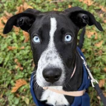 Yeti -  Australian Cattle Dog Blue Heeler Dog for Adoption in Jefferson, Wisconsin - Yeti | PetCurious