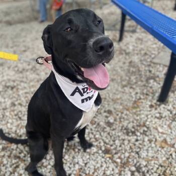 Rescue Great Dane and Black Labrador Retriever Dogs for Adoption in Savannah, Georgia - Manteo | PetCurious