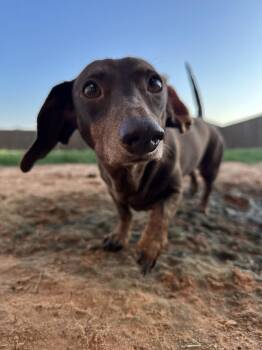 Ginger -  Dachshund Dog Available for Adoption in Shawnee, Oklahoma - Ginger | PetCurious