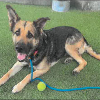 Rescue German Shepherd Dog Dogs for Adoption in Los Angeles, California - Ashley A2182723 | PetCurious