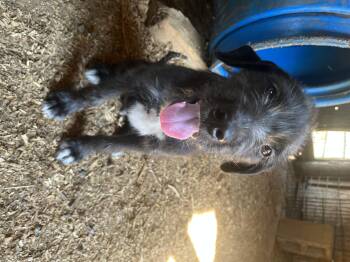 Dragon -  Terrier and Mixed Breed Dog for Adoption in Zimmerman, Minnesota - Dragon | PetCurious