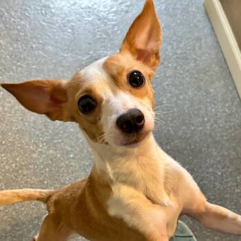 Browny -  Jack Russell Terrier and Chihuahua Dog for Adoption in Metamora, Michigan - Browny | PetCurious