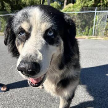 Robin -  Australian Shepherd Dog for Adoption in Newport, North Carolina - Robin | PetCurious