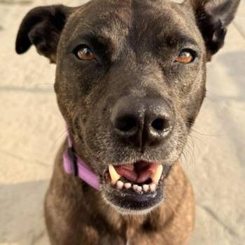 Maya -  Terrier Dog Available for Adoption in Redondo Beach, California - Maya | PetCurious