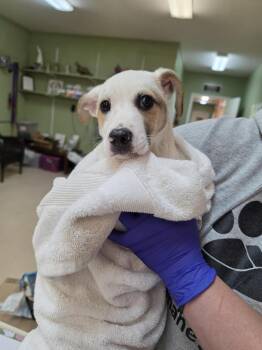 Australian Shepherd Dogs Available for Adoption in Burnsville, North Carolina - Texie | PetCurious