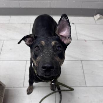 Fawn -  Black Mouth Cur Dog for Adoption in Lufkin, Texas - Fawn | PetCurious