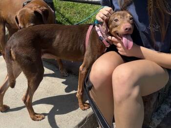 Rescue Miniature Pinscher and Labrador Retriever Dogs for Adoption in Pottstown, Pennsylvania - Mila | PetCurious