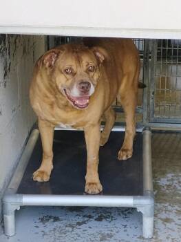 Labrador Retriever Dogs Available for Adoption in New Lexington, Ohio - Scrappy #84 | PetCurious
