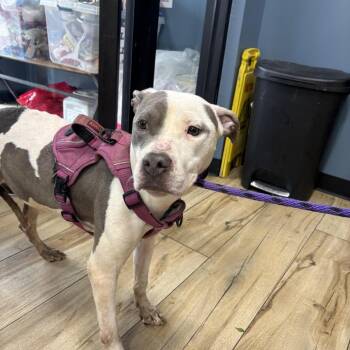Pit Bull Terrier Dogs Available for Adoption in Newark, New Jersey - Cosita | PetCurious