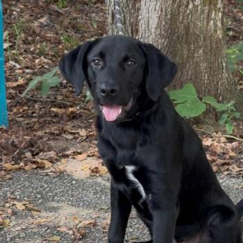Bento -  Black Labrador Retriever and Mixed Breed Dog for Adoption in Riverwoods, Illinois - Bento | PetCurious