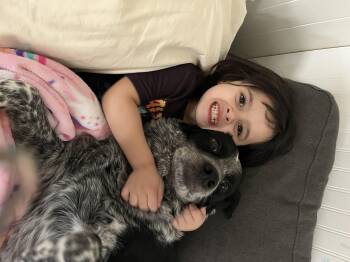 Rescue Australian Cattle Dog Blue Heeler Dogs for Adoption in Montrose, Colorado - Courtesy Post (Please Call The Owner Directly) ALPHA | PetCurious