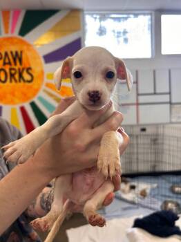 Rescue Mixed Breed Dogs for Adoption in Thousand Oaks, California - Mateo | PetCurious