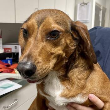 Hound Dogs Available for Adoption in Harrisonburg, Virginia - West | PetCurious