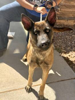 Raven -  Dutch Shepherd and German Shepherd Dog Dog for Adoption in El Paso, Texas - Raven | PetCurious