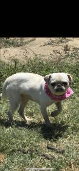 Pibble -  Pug Dog for Adoption in New Haven, Connecticut - Pibble | PetCurious