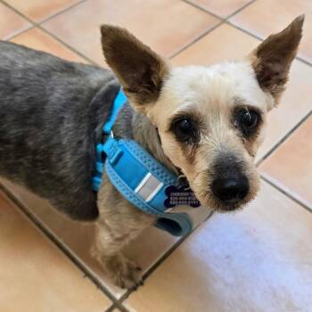 Rescue Norwich Terrier and Yorkshire Terrier Dogs for Adoption in Marana, Arizona - Cami | PetCurious