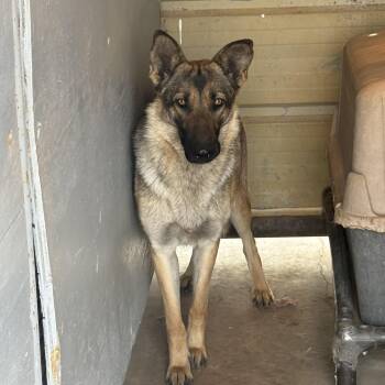 German Shepherd Dog Dogs Available for Adoption - Willow | PetCurious