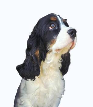 Cocker Spaniel and Cavalier King Charles Spaniel Dogs Available for Adoption in Seaford, Delaware - Rune | PetCurious