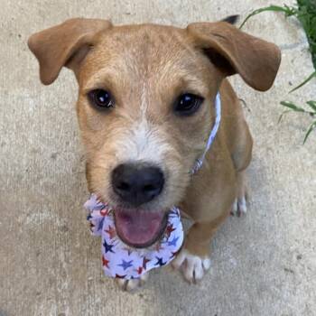 Whozza Bingo - Local Dog -  Labrador Retriever and Schnauzer Dog for Adoption in Andover, Massachusetts - Whozza Bingo - Local Dog | PetCurious