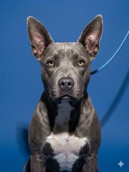 Mixed Breed Dogs Available for Adoption in Jacksonville, Florida - JODIE FOSTER | PetCurious