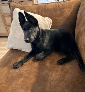 Shepherd Dogs Available for Adoption - Stormy | PetCurious