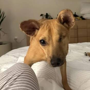 Chihuahua Dogs Available for Adoption - Lisa "Left Eye" Lopes | PetCurious