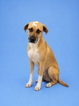 BRUNO -  Black Mouth Cur Dog for Adoption in Doral, Florida - BRUNO | PetCurious