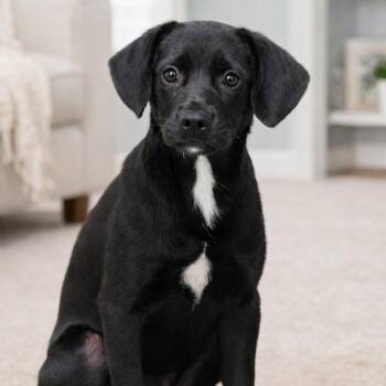 Penny -  Labrador Retriever Dog for Adoption in Brookeville, Maryland - Penny | PetCurious