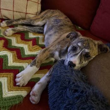 Mixed Breed Dogs Available for Adoption - CT Ruby | PetCurious