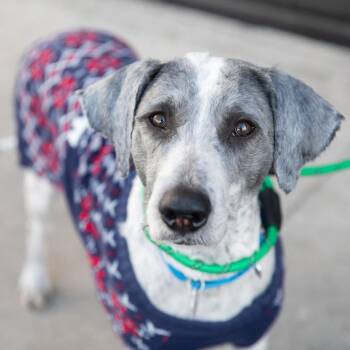 Miles -  Mixed Breed and Poodle Dog for Adoption in Salt Lake City, Utah - Miles | PetCurious