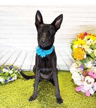 DEANI -  Labrador Retriever Dog for Adoption in Castro Valley, California - DEANI | PetCurious