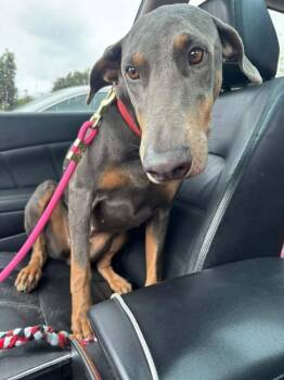 Chiara -  Doberman Pinscher Dog for Adoption in Oklahoma City, Oklahoma - Chiara | PetCurious