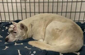 STEINY -  Siberian Husky Dog for Adoption in Riverside, California - STEINY | PetCurious
