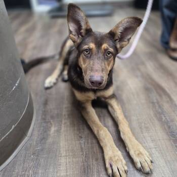 Rescue Shepherd and Australian Kelpie Dogs for Adoption in Incline Village, Nevada - Seraphina | PetCurious