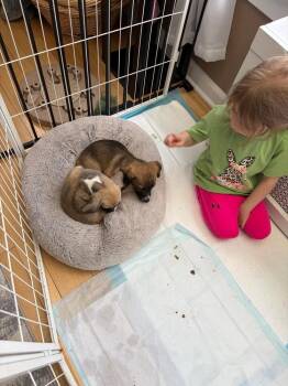 Labrador Retriever and Mixed Breed Dogs Available for Adoption - Lucy | PetCurious