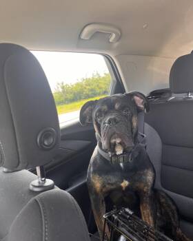 Rescue English Bulldog Dogs for Adoption in Red Deer, Alberta - CHESS | PetCurious