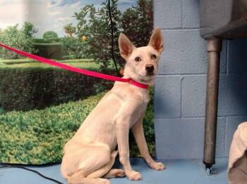 A553585 -  American Eskimo Dog and Mixed Breed Dog for Adoption in Moreno Valley, California - A553585 | PetCurious
