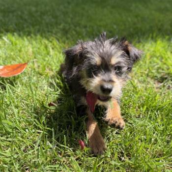 Yorkshire Terrier and Mixed Breed Dogs Available for Adoption in Richmond, California - ZOLA | PetCurious